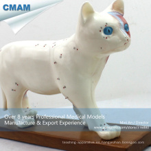 A04 (12004) Educación médica Anatomía plástica Gato Acupuntura Animal Modelo 12004
